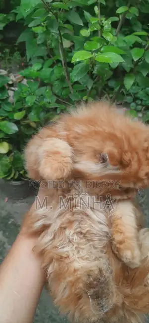 Persian Cat
