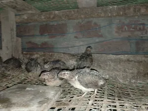 Selling Some Quail Birds