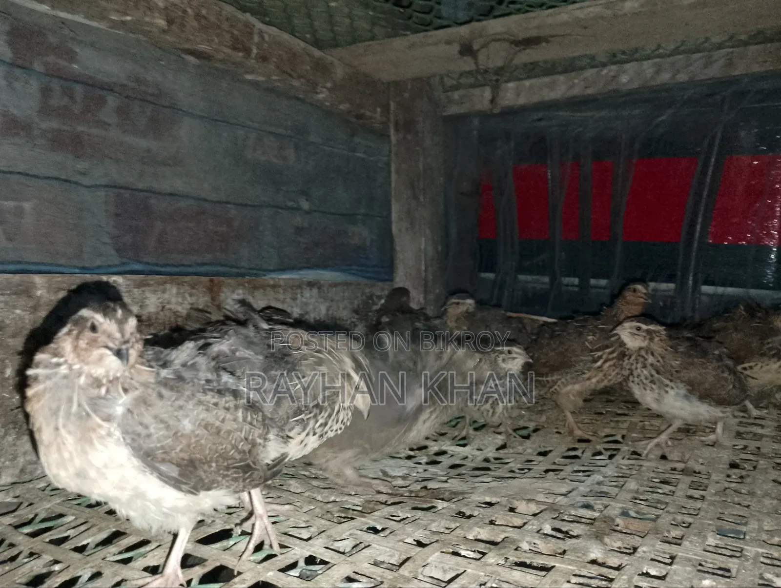 Selling Some Quail Birds