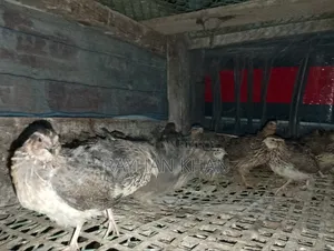 Selling Some Quail Birds