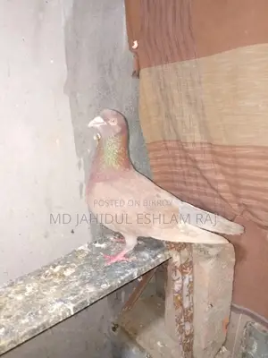 A Ringer Male Pigeon.