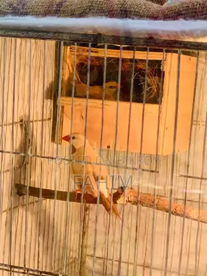 Isabel longtail