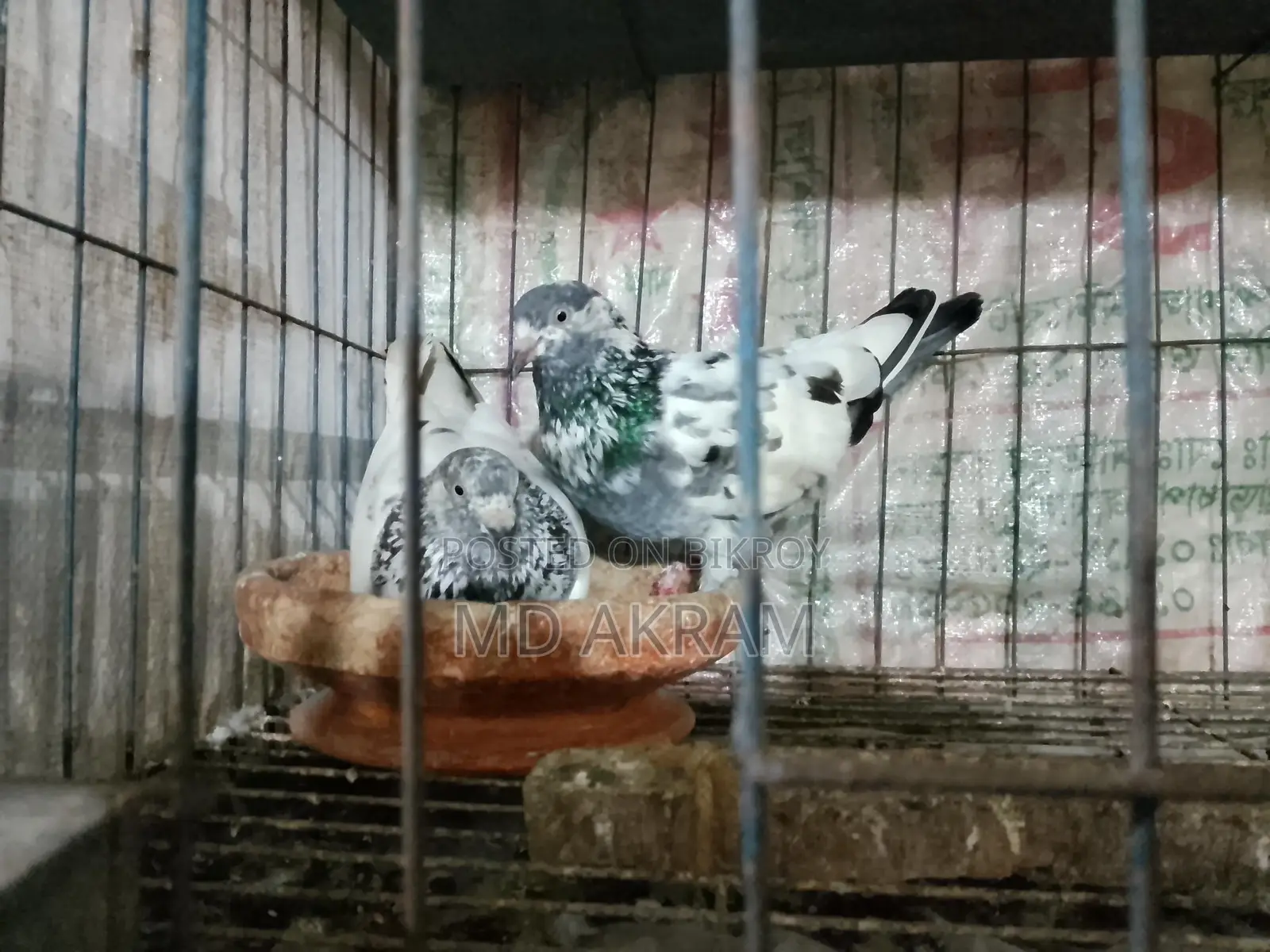 Pair of Pigeons Ready to Lay Eggs