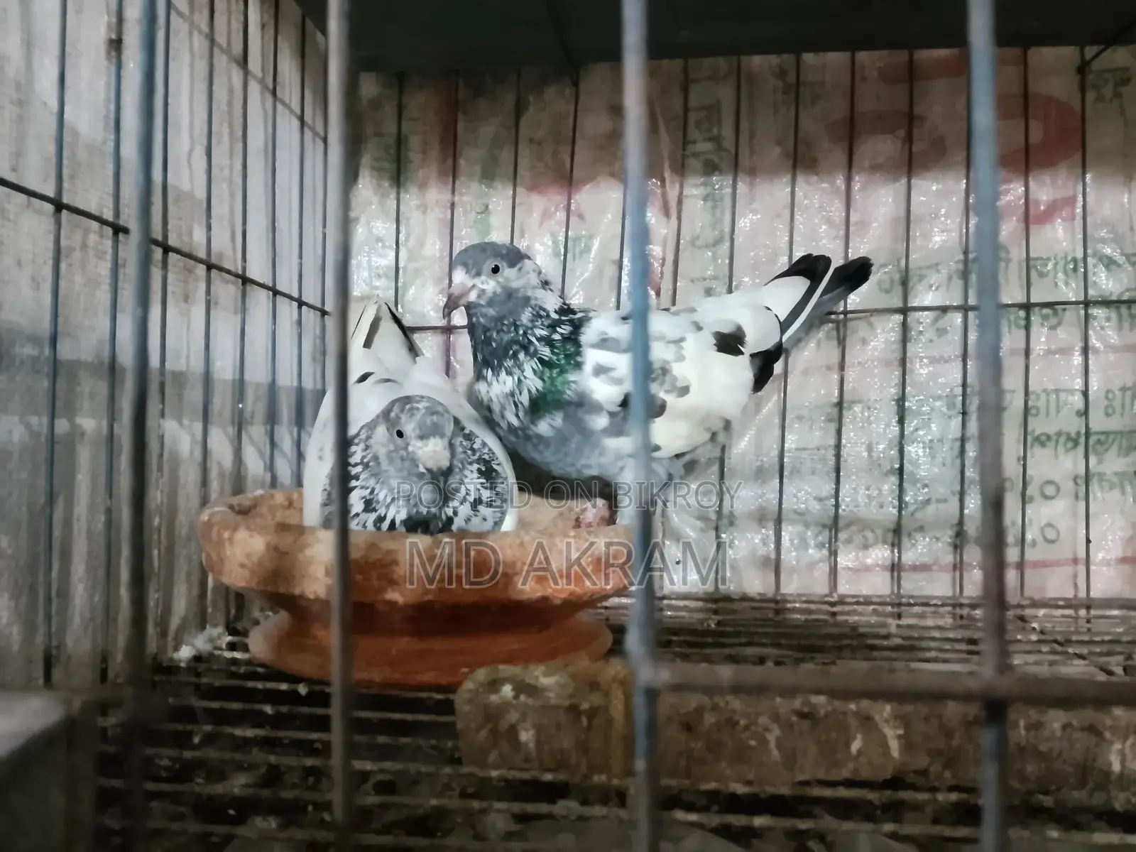 Pair of Pigeons Ready to Lay Eggs