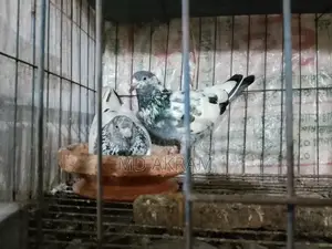 Pair of Pigeons Ready to Lay Eggs