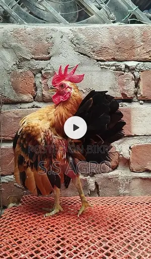 সেরেমা মুরগী
