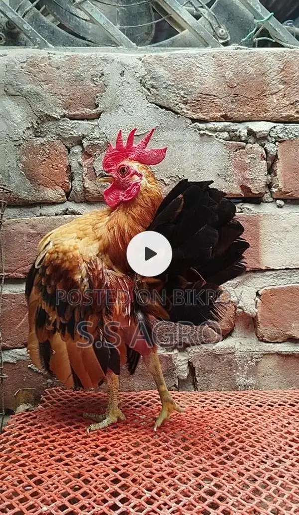 সেরেমা মুরগী