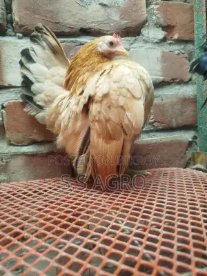 সেরেমা মুরগী