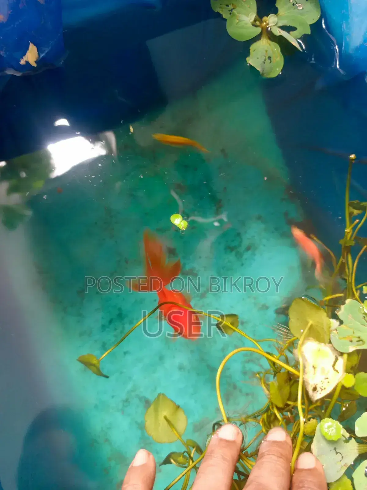 Looking to sell fish.