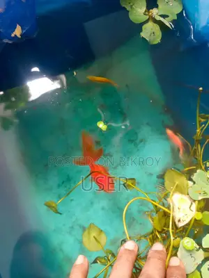 Looking to sell fish.