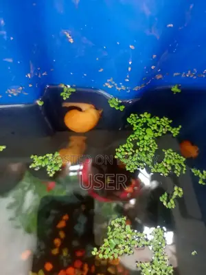 Looking to sell fish.
