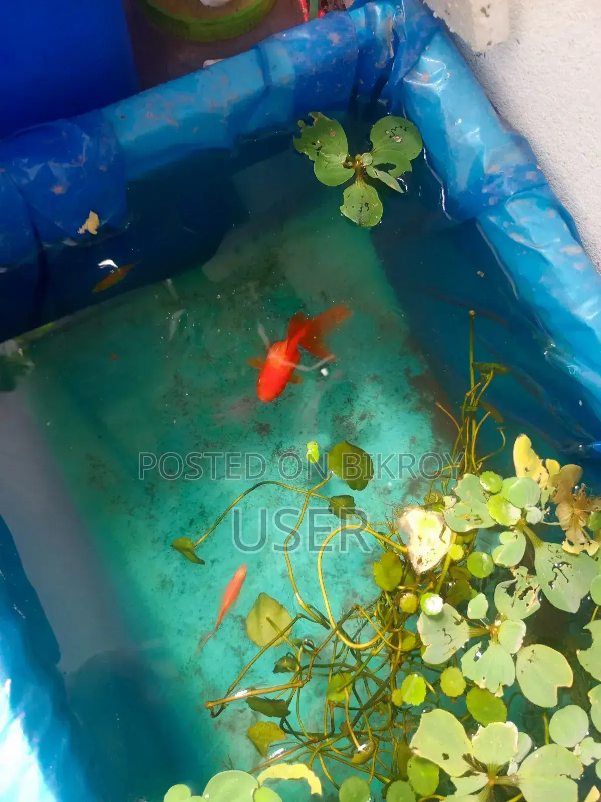 Looking to sell fish.