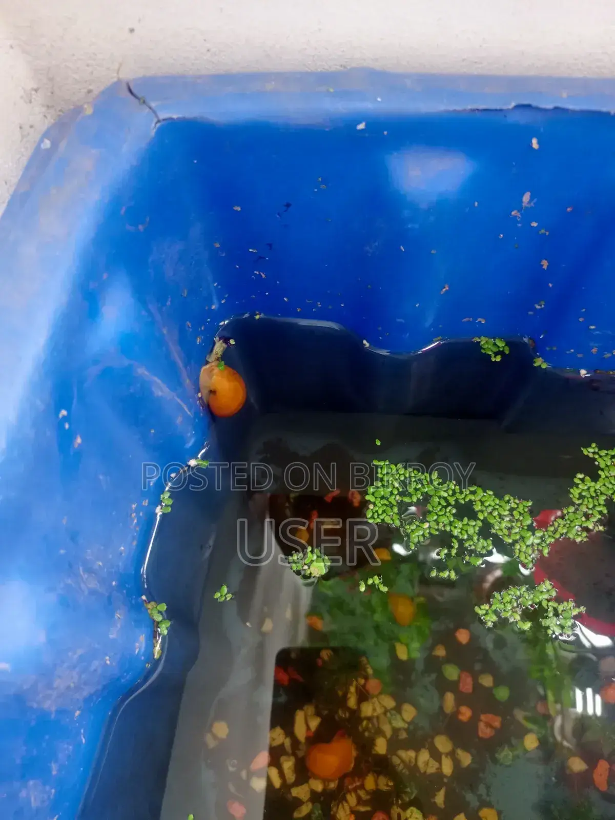 Looking to sell fish.