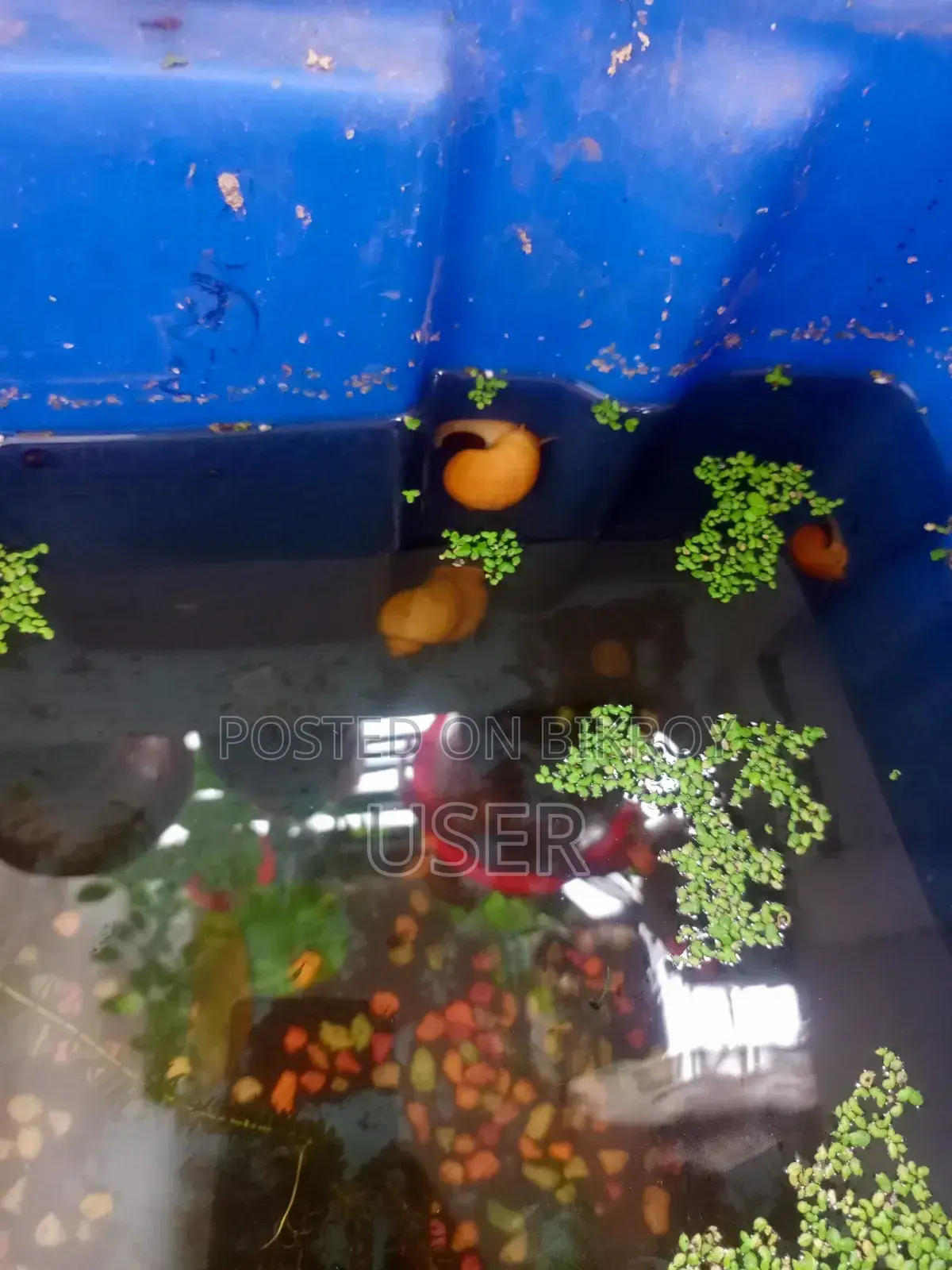 Looking to sell fish.