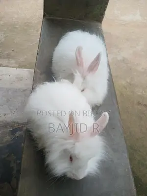 জায়েন্ট এংগরা খরগোশ
