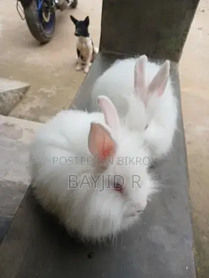 Giant Angora