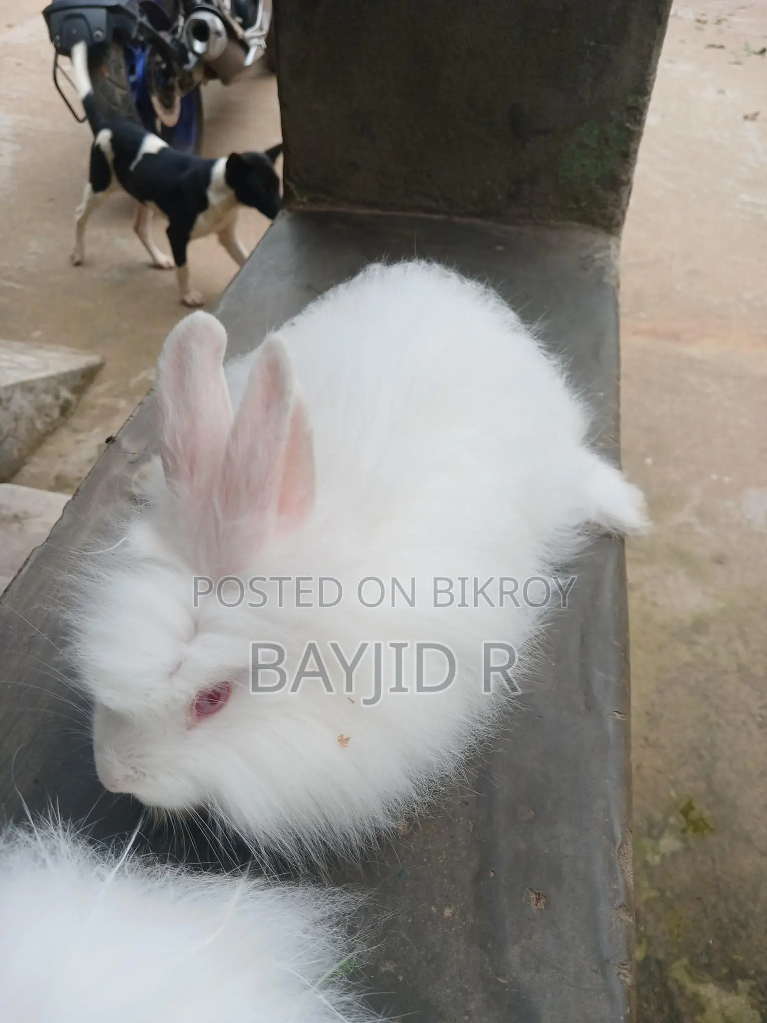 Giant Angora