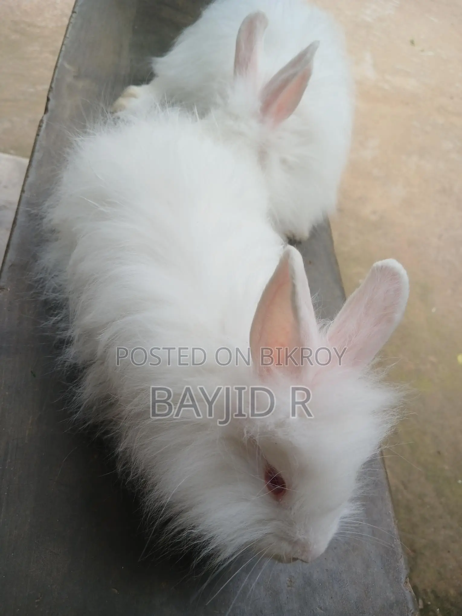 Giant Angora