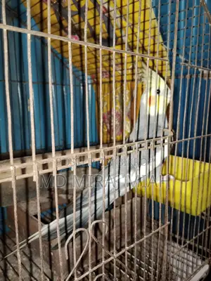 Cockatiel