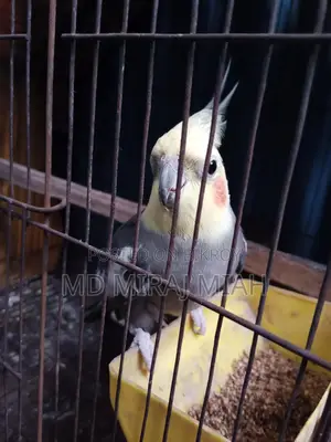 Cockatiel