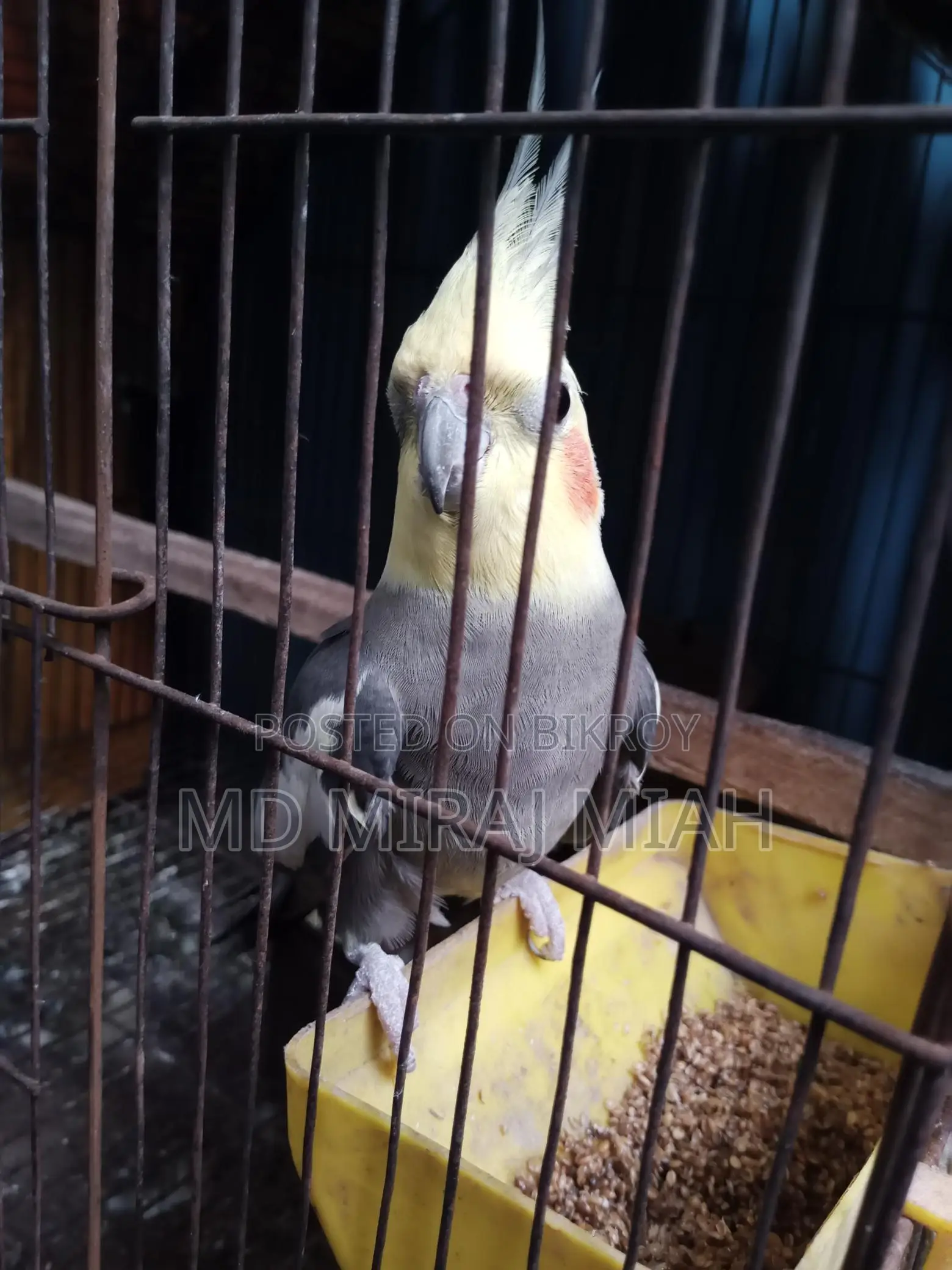 Cockatiel