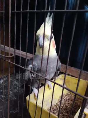 Cockatiel
