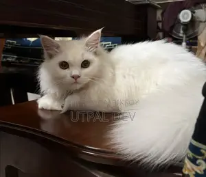 3-6 Months Male Mixed Breed Persian