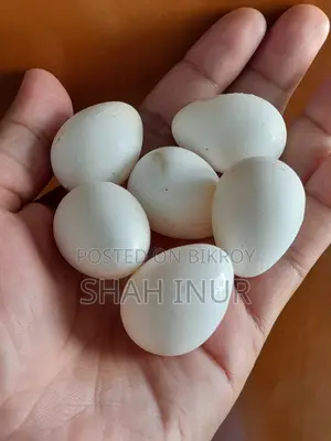 Snowflake Bobwhite Hatching Eggs for Sale