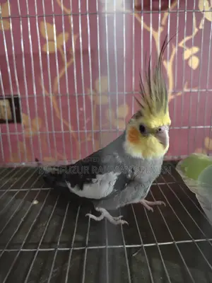 Cockatiel bird