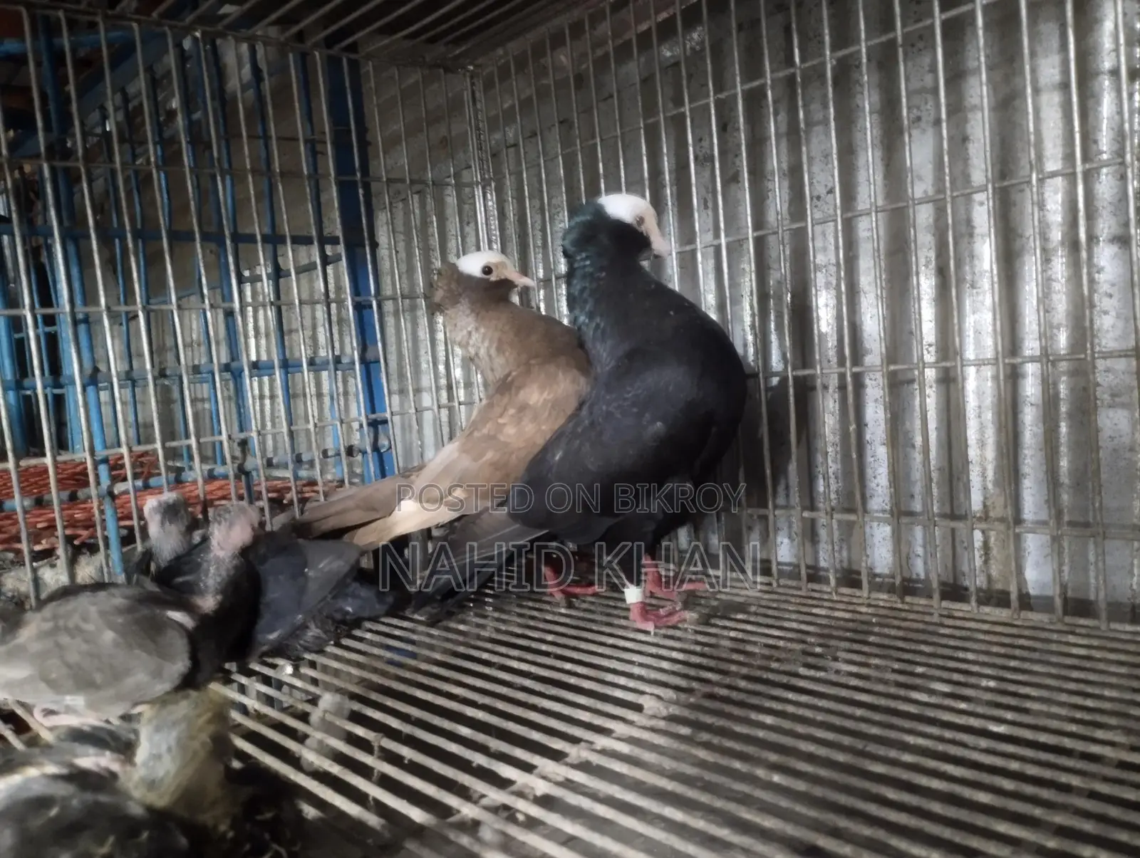 Mukkhi Pigeon