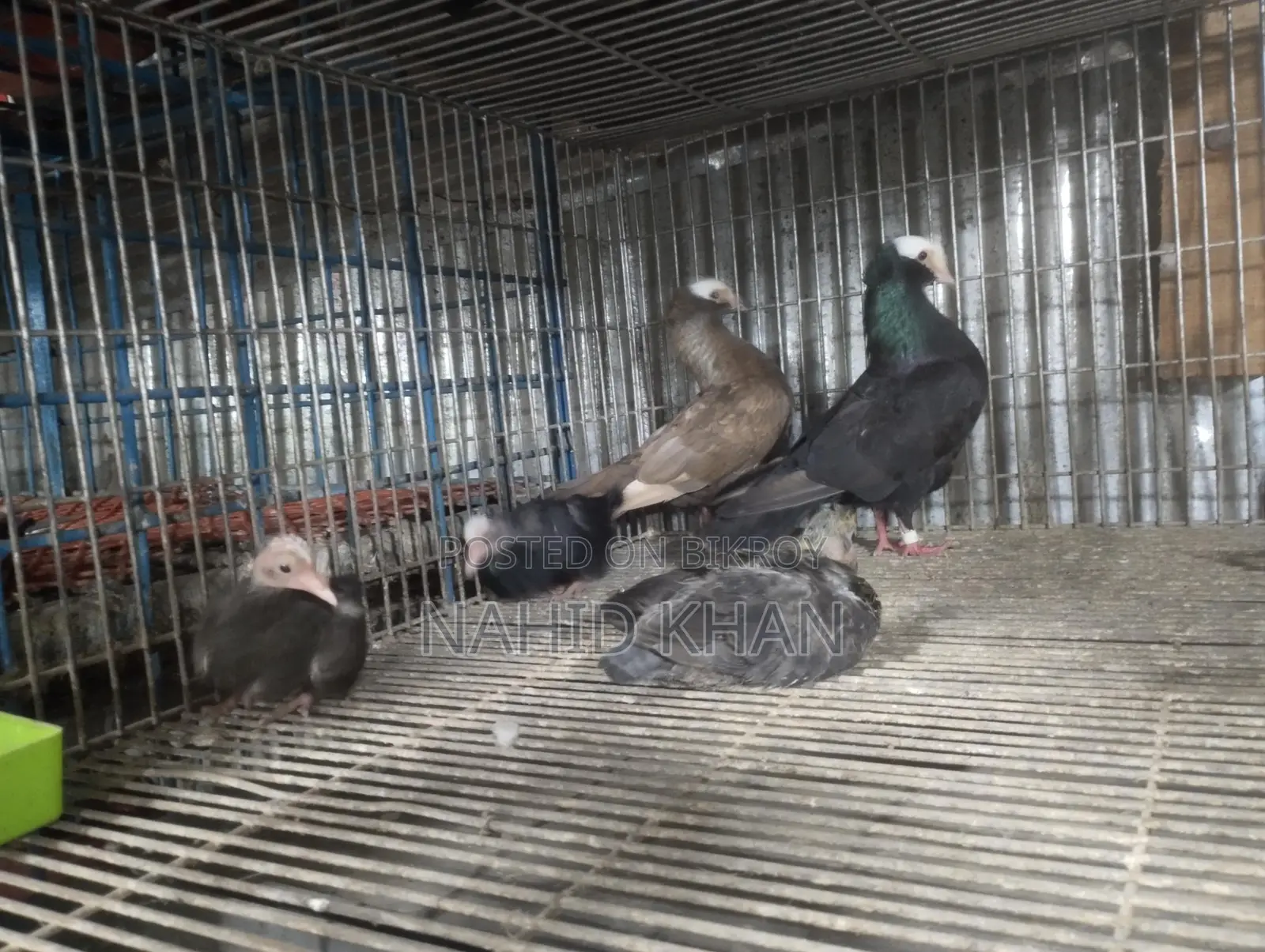 Mukkhi Pigeon