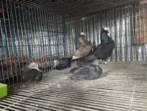 Mukkhi Pigeon