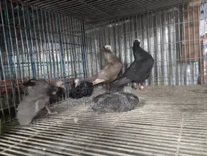 Mukkhi Pigeon