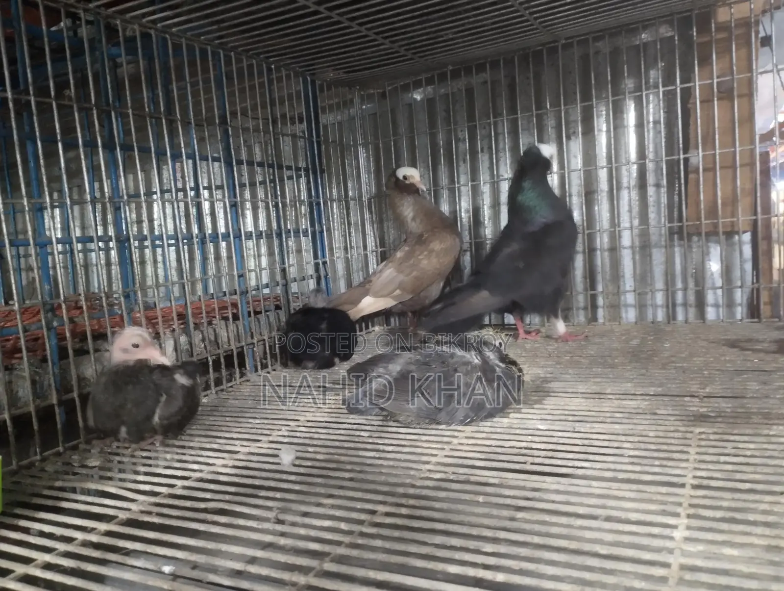 Mukkhi Pigeon