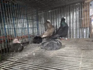 Mukkhi Pigeon