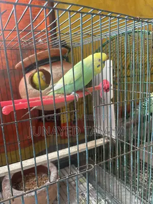 Budgerigar Running Pair