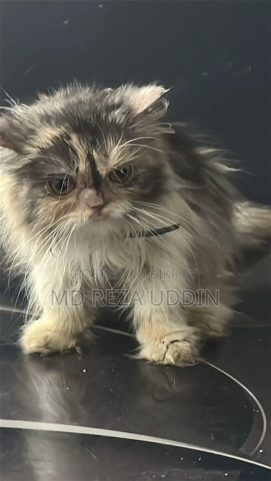 Exotic Bloodline Adult Female