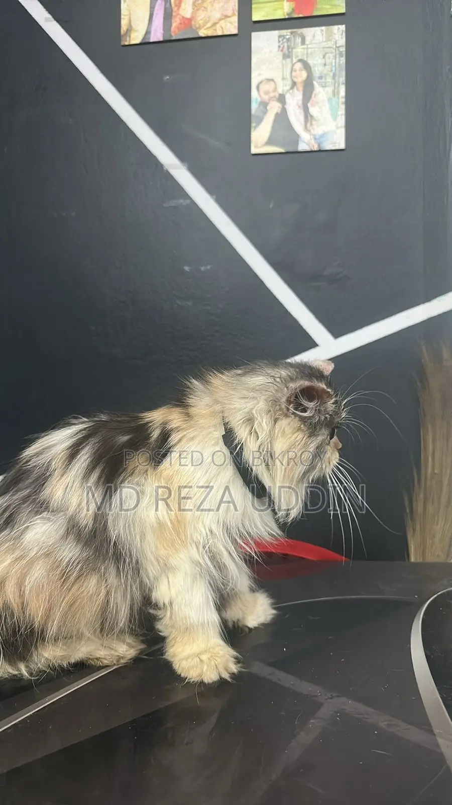Exotic Bloodline Adult Female