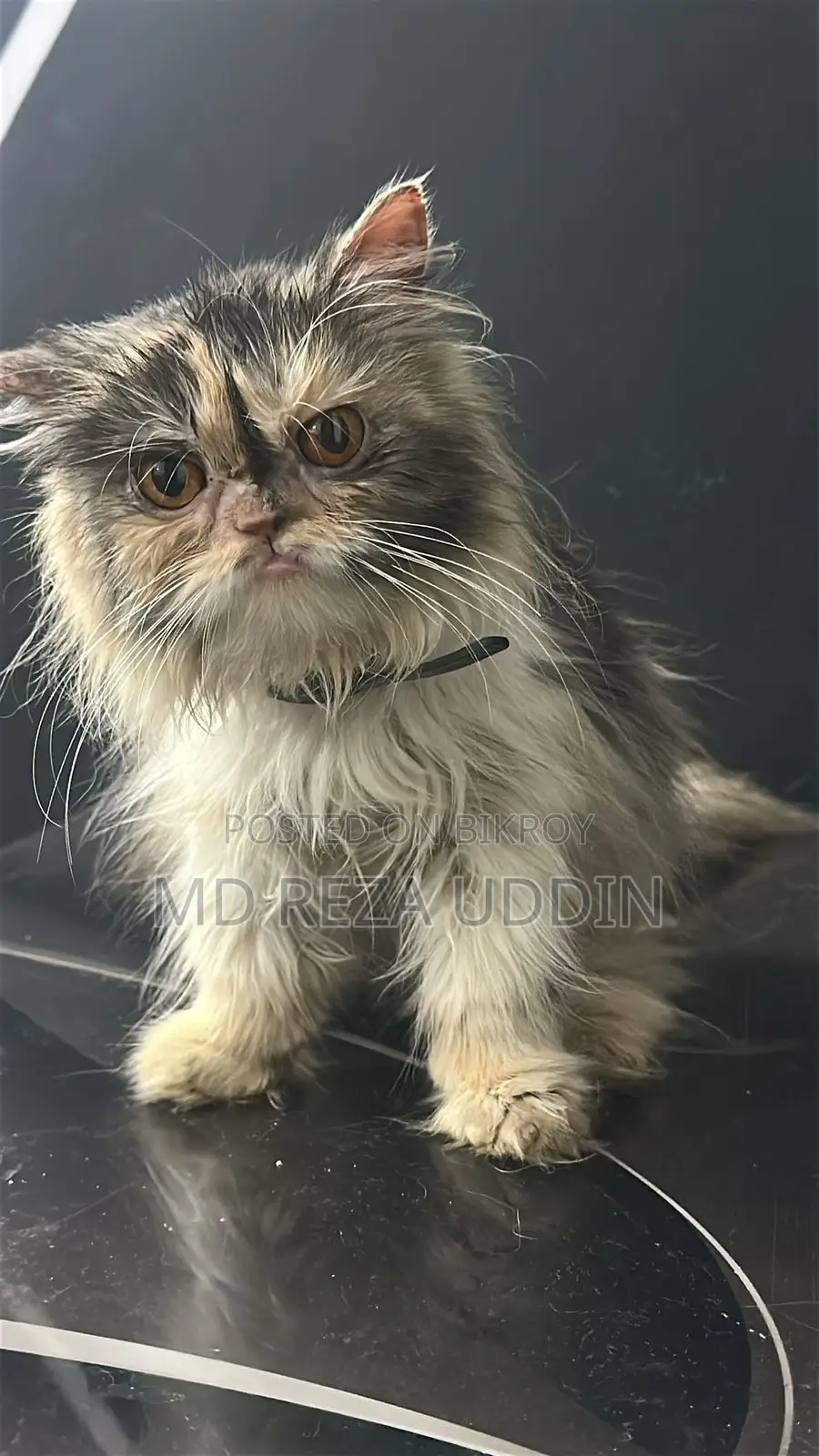 Exotic Bloodline Adult Female