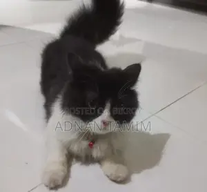 একটি মেল ক্যাট সেল হবে