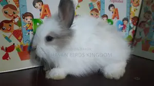 Rabbit Angel