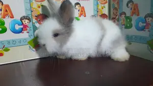 Rabbit Angel