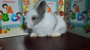 Rabbit Angel