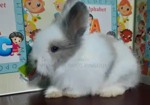 Rabbit Angel