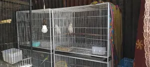 পাখির খাঁচা ২৪/১৮