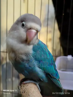 লাভ বার্ড পাখি