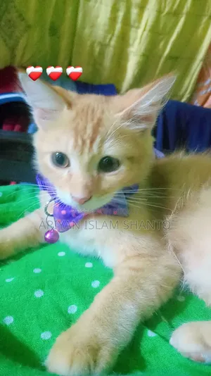 ৩-৬ মাস বয়সী পুরুষ মিক্সড ব্রিড পার্সিয়ান