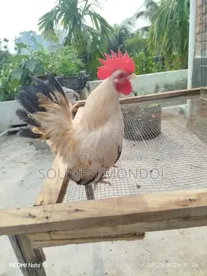 Japanese Bantam Rooster