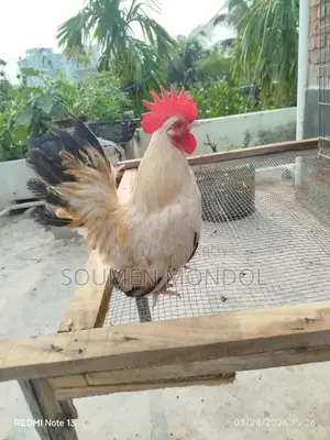 Japanese Bantam Rooster