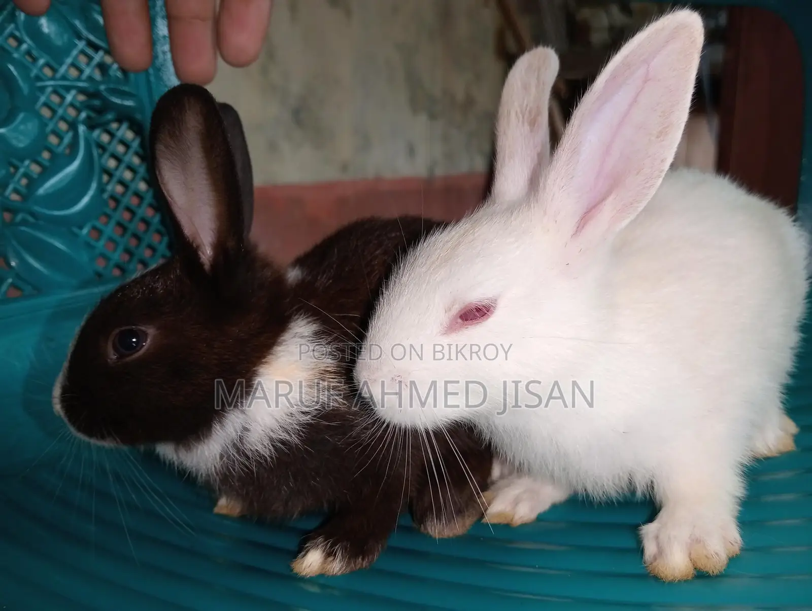 Rabbits for Sale